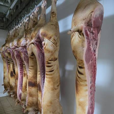 Animale sacrificate