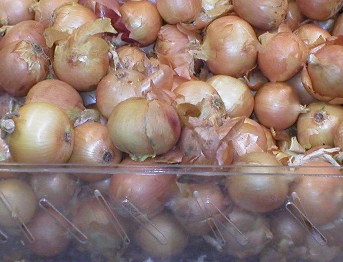 Ceapă